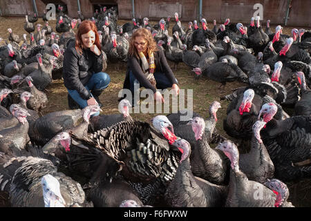 Zwei Frauen, die Inspektion Norfolk Bronze Puten auf Türkei Bauernhof Stockfoto
