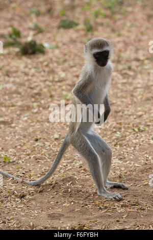 Black-faced Vervet Affen stehend auf sichern Beinen führen Aethiops Tsavo East Nationalpark Kenia Stockfoto