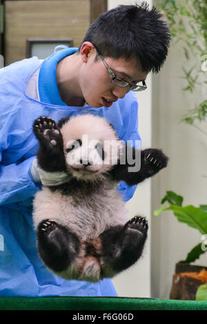 Kuala Lumpur, Malaysia. 17. November 2015. Ein Mitarbeiter des National Zoo kümmert sich der große Panda Cub im National Zoo in Kuala Lumpur, Malaysia, am 17. November 2015. Ein Riesen-Panda aus China Liang Liang gebar ein Cub in Malaysia am 18. August. Bildnachweis: Chong Voon Chung/Xinhua/Alamy Live-Nachrichten Stockfoto