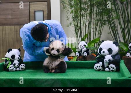 Kuala Lumpur, Malaysia. 17. November 2015. Ein Mitarbeiter des National Zoo kümmert sich der große Panda Cub im National Zoo in Kuala Lumpur, Malaysia, am 17. November 2015. Ein Riesen-Panda aus China Liang Liang gebar ein Cub in Malaysia am 18. August. Bildnachweis: Chong Voon Chung/Xinhua/Alamy Live-Nachrichten Stockfoto