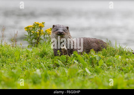 Wilde Frau Otter auf Banking schottischen Loch Verzehr von Fisch (Lutra Lutra) Stockfoto