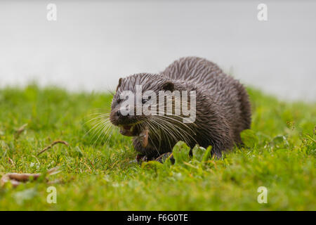 Wilde Frau Otter auf Banking schottischen Loch Verzehr von Fisch (Lutra Lutra) Stockfoto