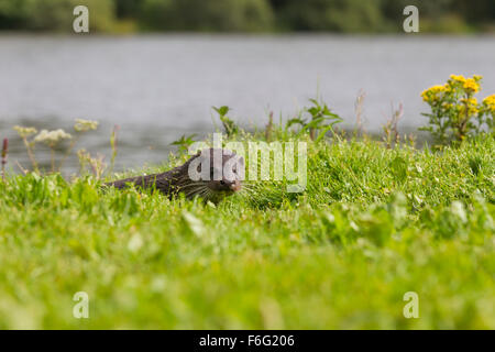 Wilde Frau Otter auf Banking schottischen Loch (Lutra Lutra) Stockfoto