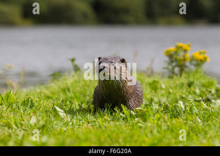 Wilde Frau Otter auf Banking schottischen Loch (Lutra Lutra) Stockfoto