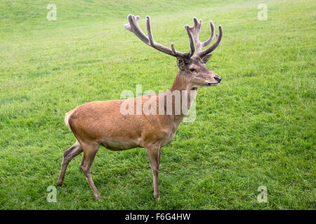 Rotwild-Hirsch (Cervus Elephus) UK Stockfoto