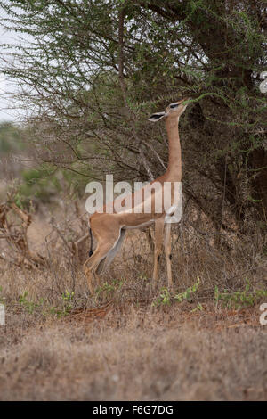 Gerenuk litocranius walleri Fütterung auf acacia Strauch Tsavo Ost Nationalpark Kenia Stockfoto