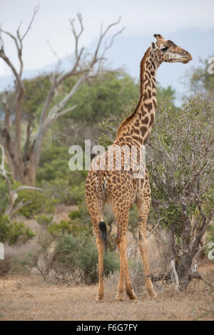 Giraffe Giraffa Plancius Tsavo East Nationalpark Kenia Stockfoto