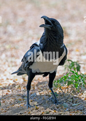 Pied Crow Corvus albus Tsavo Ost Nationalpark Kenia Stockfoto