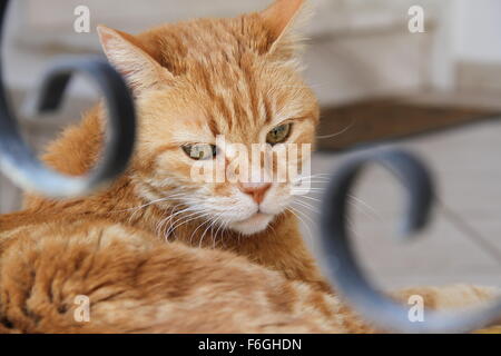 Schöne rote Katze Philosoph Stockfoto