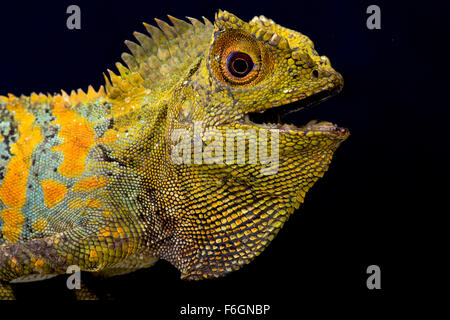 Javan Beginn Eidechse (Gonocephalus Chamaeleontinus) Stockfoto