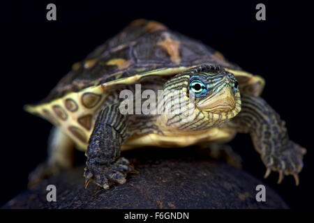 Chinesische Streifen-necked Turtle (Mauremys Sinensis) Stockfoto