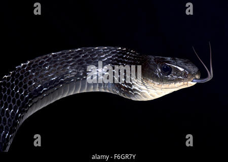 Gekielte Rattenschlange (PTA Carinatus) Stockfoto