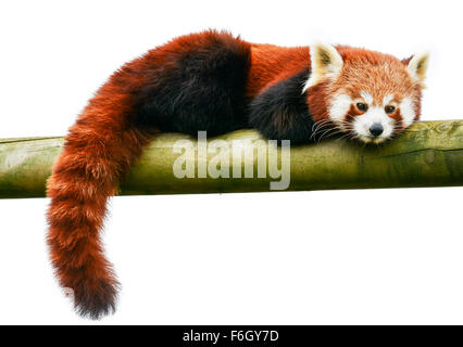 Roter Panda auf einem weißen Hintergrund könnte als Logo verwendet werden. Textfreiraum. Stockfoto