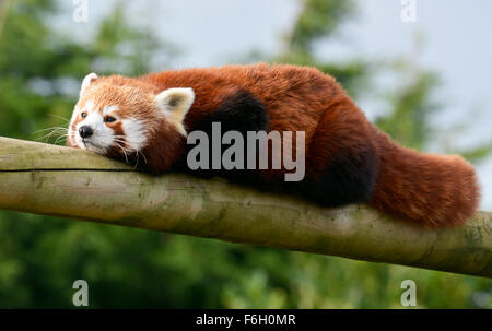 Roter Panda in der Sonne entspannen Stockfoto