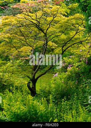 Baum in der Fernery in Newstead Abbey in der Nähe von Ravenshead Nottinghamshire England UK ehemaligen Haus von Lord Byron Stockfoto