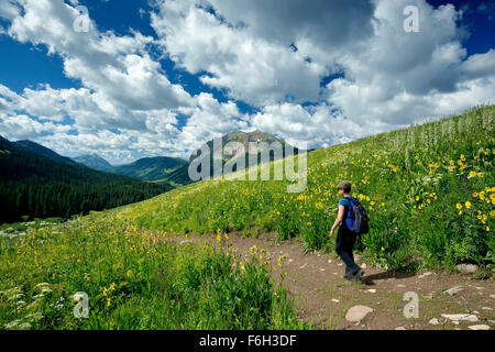 Wildblumen, Wanderer auf Trail Nr. 401 und Gothic Berg (12.631 ft.), Gunnison National Forest, in der Nähe von Crested Butte, Colorado USA Stockfoto