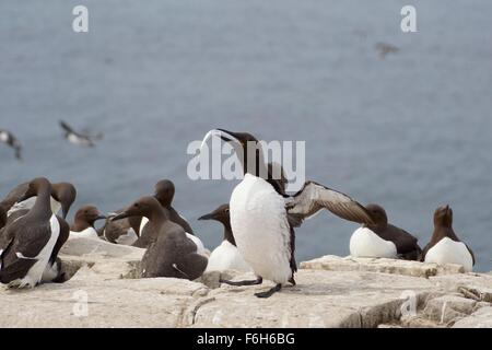 eine Guillemot hat gerade einen Fisch gefangen und Renditen stolz darauf ist die Zucht Kolonie, Farne Islands, Northumberland, England, uk Stockfoto