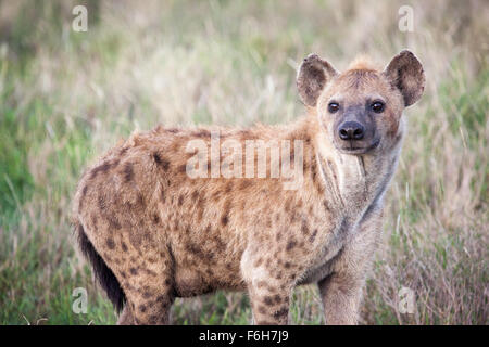 Gefleckte Hyänen in Serengeti Nationalpark, Tansania, Ostafrika Stockfoto