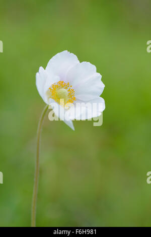 Grosses Windroeschen, Anemone Sylvestris, Snowdrop Windflower Stockfoto