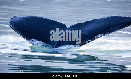 Humpback Whale Tail, Juneau, Alaska Stockfoto