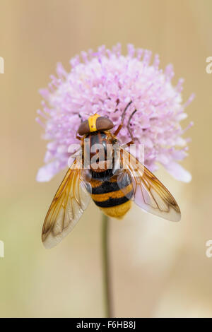 Hornissenschwebfliege, Volucella Zonaria, Hornet imitieren Hoverfly Stockfoto