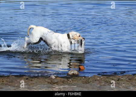 ein gelber Labrador Retriever Striche zurück zu der Jäger nach dem Abrufen einer Ente Stockfoto