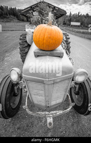 Ein Alter Traktor mit einem Orange Kürbis obenauf.  Isolierte Farbbild mit nur den Kürbis in Farbe. Stockfoto