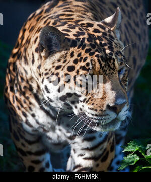 Jaguar (Panthera Onca) Stockfoto