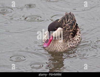 Rot-Billed Pintail/rot-Billed Teal Ente (Anas Erythrorhyncha) Stockfoto