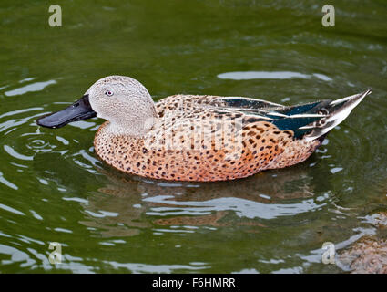 Argentinische rote Löffelente (Anas Platalea) Stockfoto