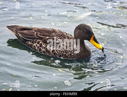 Afrikanische Yellowbill Duck/African Yellow-Billed Ente (Anas Undulata) Stockfoto