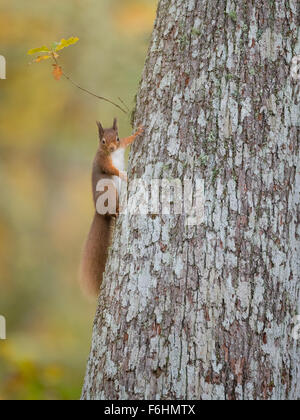 Eichhörnchen (Sciurus Vulgaris) abgebildeten drückte auf eine Kiefer-Baum in einem Wald in den Cairngorms National Park, Schottland. Stockfoto