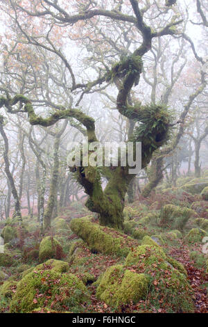 Verdrehte Eichen in Wistmans Holz Dartmoor National Park Devon Uk Stockfoto