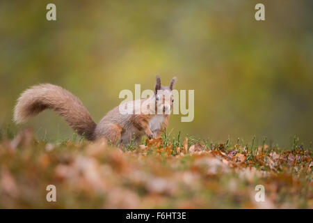 Eichhörnchen (Sciurus Vulgaris) in einem Wald in den Cairngorms National Park, Schottland. Stockfoto