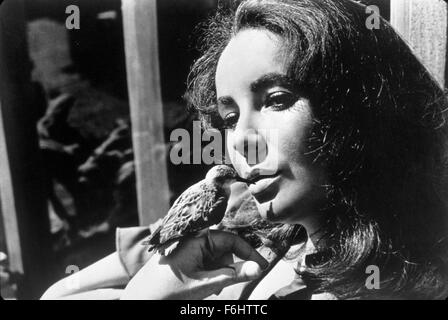 1965, Filmtitel: SANDPIPER, Regie: VINCENTE MINNELLI, Studio: MGM, abgebildet: 1965, Tiere (mit Schauspielern), Vogel, ELIZABETH TAYLOR. (Bild Kredit: SNAP) Stockfoto