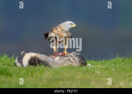 Rotmilan Milvus Milvus, Rotmilan Stockfoto