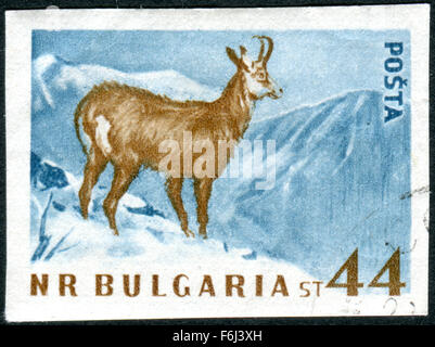 Bulgarien - ca. 1958: Briefmarke gedruckt in Bulgarien, zeigen die Gämse (Rupicapra Rupicapra), ca. 1958 Stockfoto