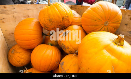 Kürbisse in einer Box bereit für Halloween verkauft werden Stockfoto