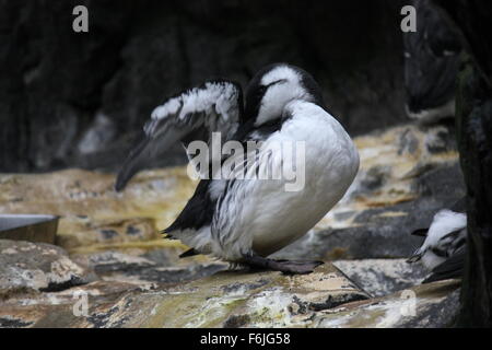 Lissabon, PORTUGAL - 24. Oktober 2014: Magellanic Penguin in Oceanario Lissabon Stockfoto