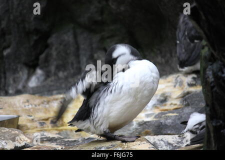 Lissabon, PORTUGAL - 24. Oktober 2014: Magellanic Penguin in Oceanario Lissabon Stockfoto