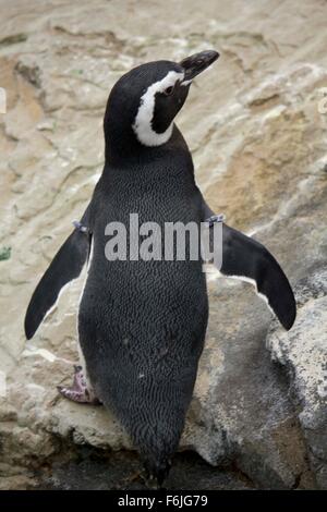 Lissabon, PORTUGAL - 24. Oktober 2014: Magellanic Penguin in Oceanario Lissabon Stockfoto