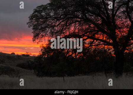 Sunrise Aufleuchten der Wolken hinter Eichen entlang der Arizona-Trail, Coronado National Forest, Arizona Stockfoto