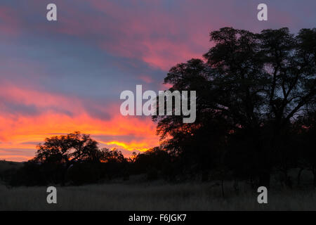 Sunrise Aufleuchten der Wolken hinter Eichen entlang der Arizona-Trail, Coronado National Forest, Arizona Stockfoto