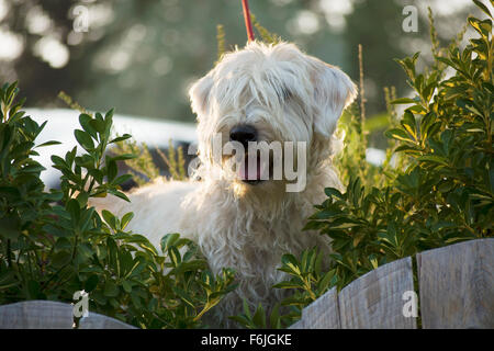 Der weiche – Coated Wheaten Terrier ist ein reines Hund aus Irland stammenden gezüchtet. Die vier Mantel-Sorten sind: traditionelle irische Stockfoto