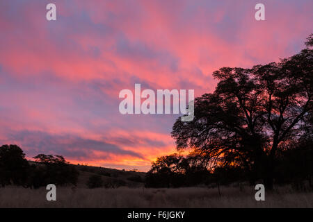 Sunrise Aufleuchten der Wolken hinter Eichen entlang der Arizona-Trail, Coronado National Forest, Arizona Stockfoto