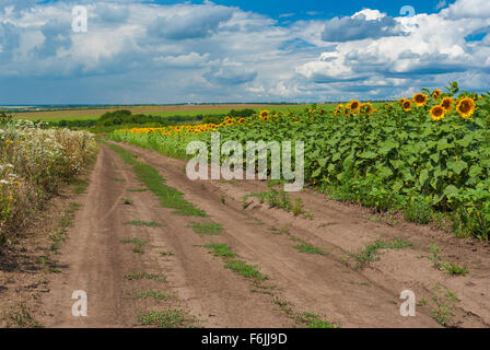 Kulturlandschaft mit Straße zu Feldern im Sommer in die Zentralukraine Stockfoto