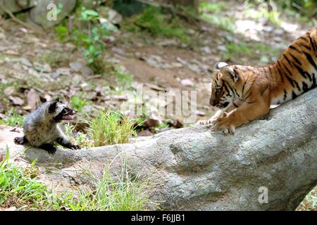 Datum der Freigabe: 25. Juni 2004. FILMTITEL: Zwei Brüder. STUDIO: Pathe. PLOT: Zwei Tiger sind als Jungtiere getrennt berücksichtigt und Gefangenschaft, nur um Jahre später als Feinde durch eine Explorer (Pearce) zusammengeführt werden, die versehentlich sie zwingt, einander zu kämpfen. IM BILD:. Stockfoto