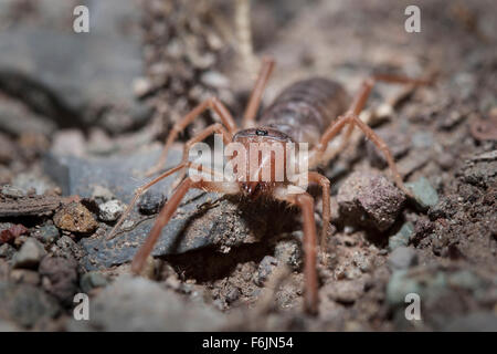 Eine Solpugid, einen gierigen Verwandten der Spinne. Stockfoto