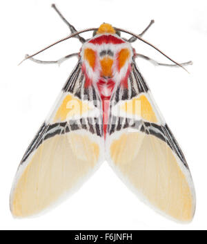 Eine extrem bunt und reich verzierten Motte im Regenwald von Ecuador fotografiert. Auf weißem Hintergrund fotografiert. Stockfoto