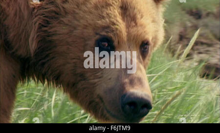 Datum der Freigabe: 24. Januar 2005. FILMTITEL: Grizzly man STUDIO: Lions Gate Films. PLOT: Eine verheerende und herzzerreißenden nehmen auf Grizzly Bear Aktivisten Timothy Treadwell und Amie Huguenard, die im Oktober 2003 während des Lebens unter den Grizzlys in Alaska getötet wurden. IM BILD:. Stockfoto